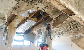 Best Industrial Mold Remediation in Daleville, IN